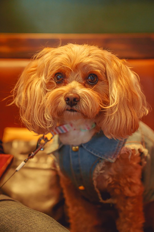 Pet example