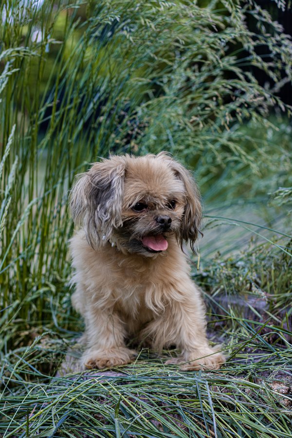 Pet example