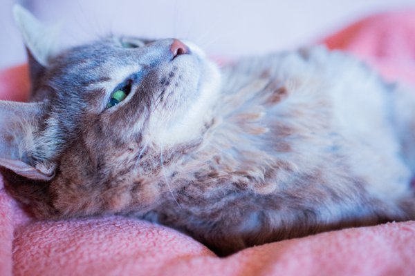 Pet example