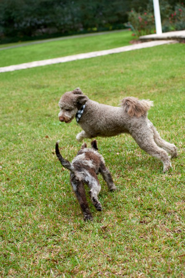 Pet example