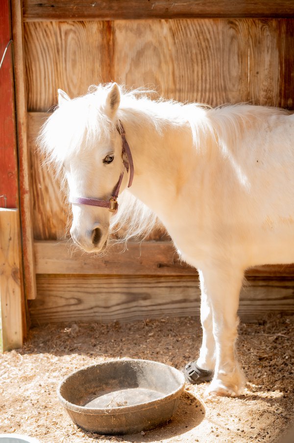 Pet example