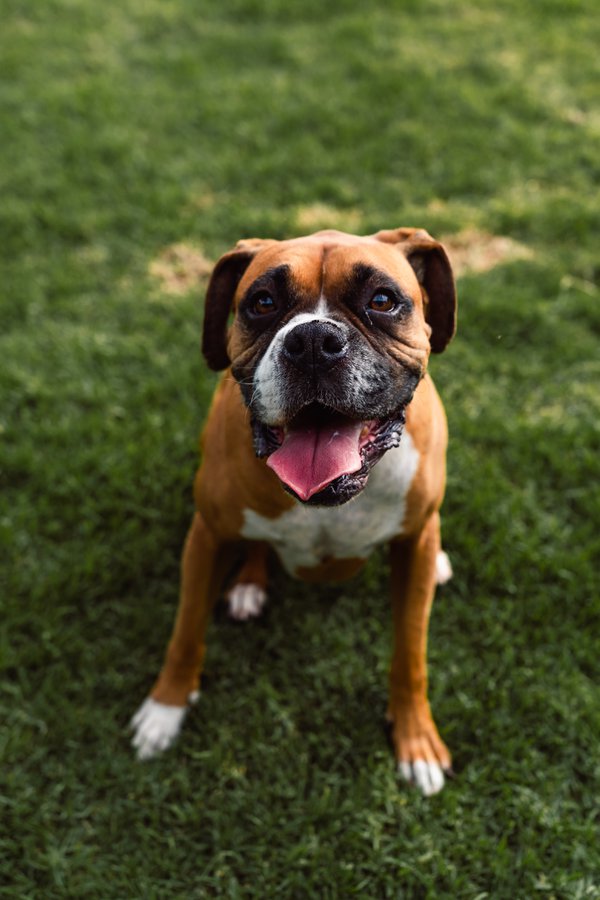 Pet example