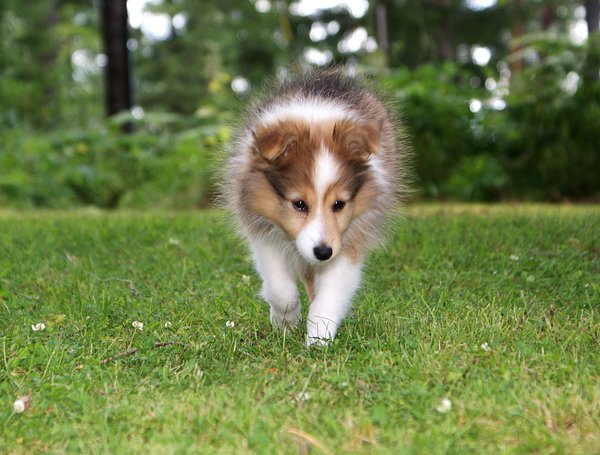 Pet example