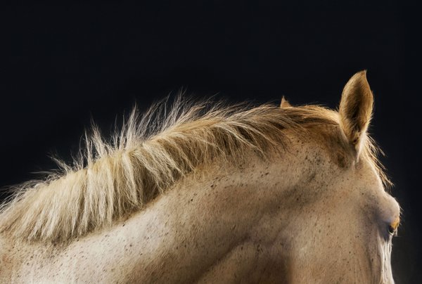 Pet example
