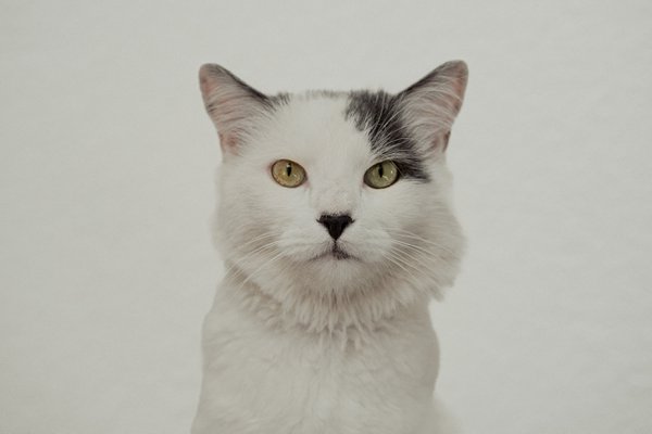 Pet example