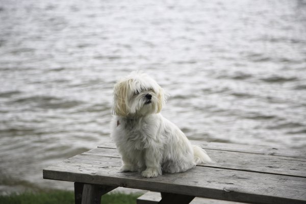 Pet example