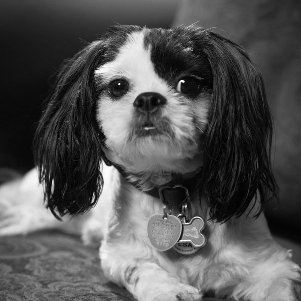 Pet example