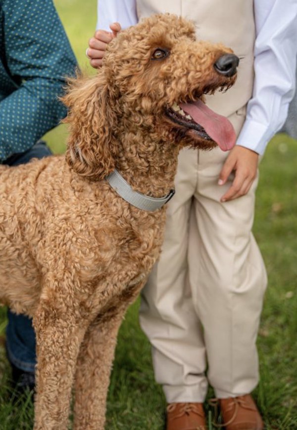 Pet example