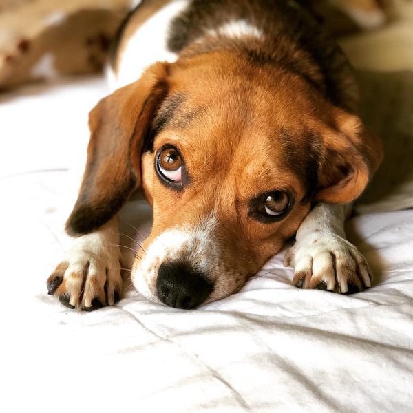 Pet example