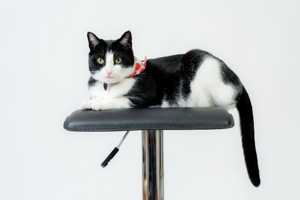 Pet example