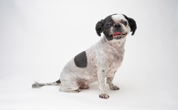Pet example