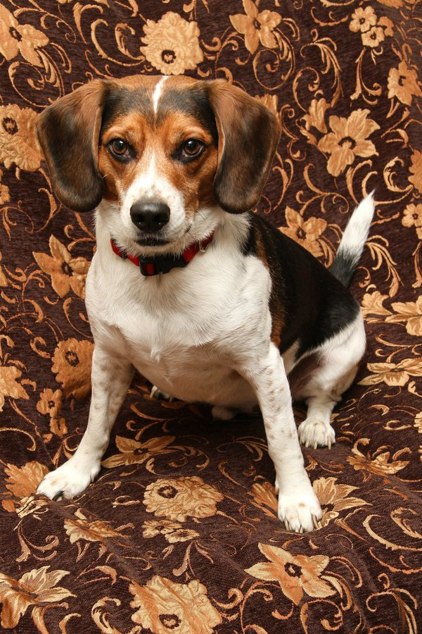 Pet example