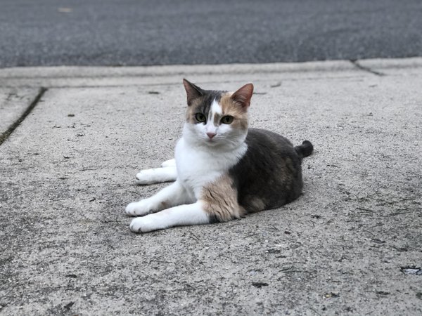 Pet example