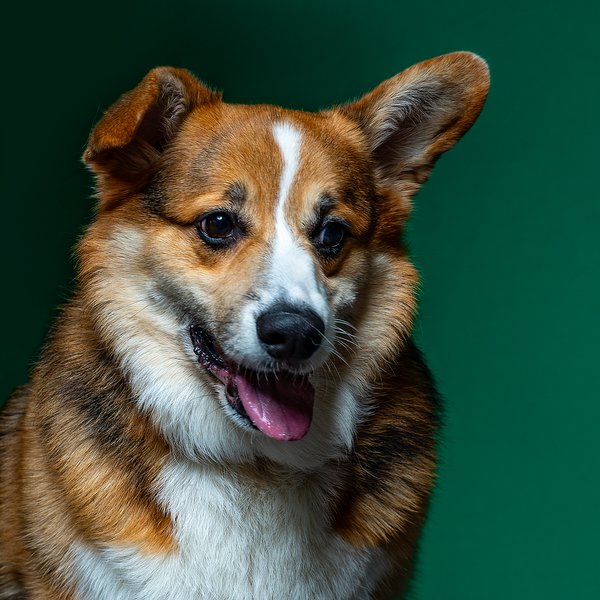 Pet example