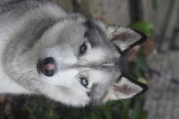 Pet example