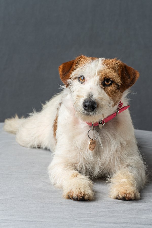 Pet example
