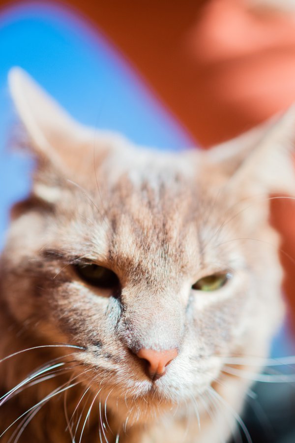 Pet example