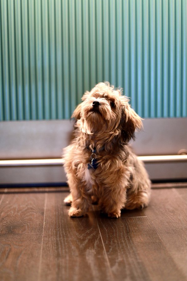 Pet example