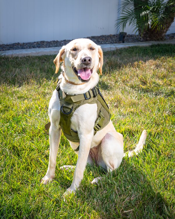 Pet example
