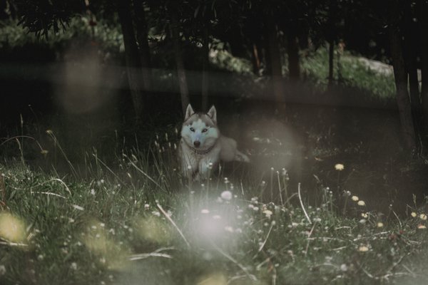 Pet example