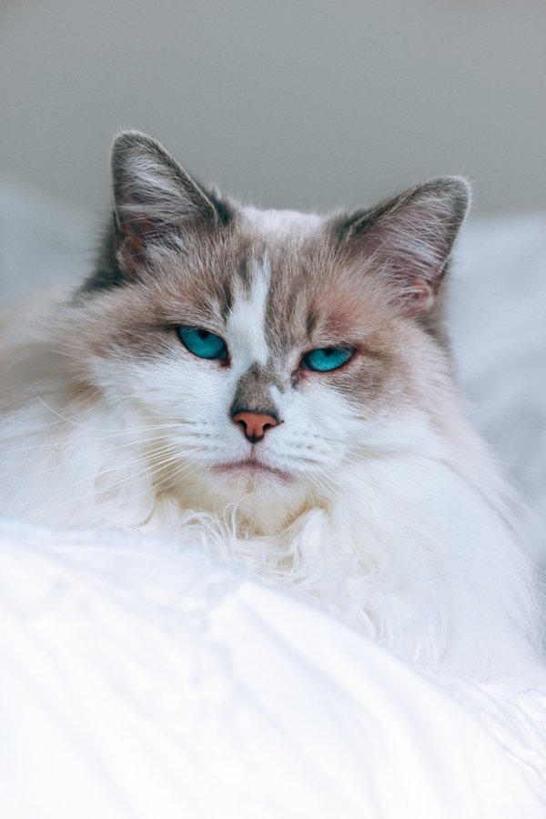 Pet example