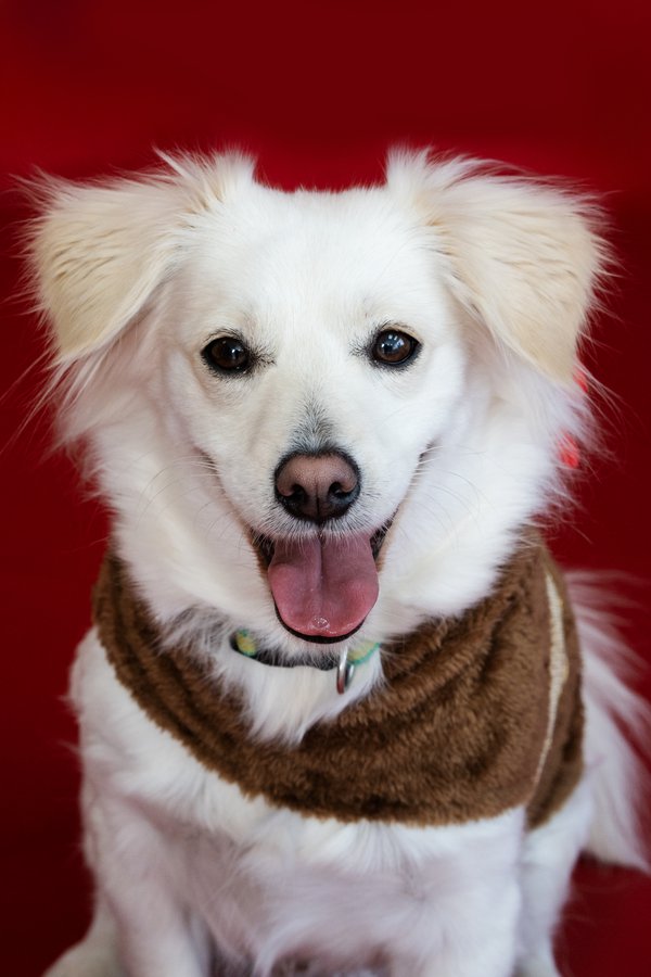 Pet example