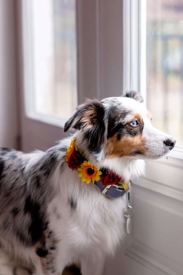 Pet example
