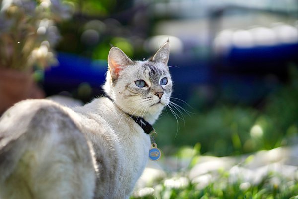 Pet example