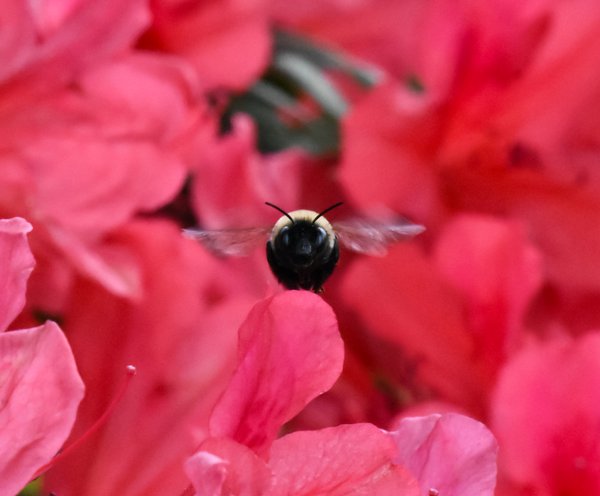 Pet example
