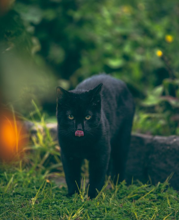 Pet example