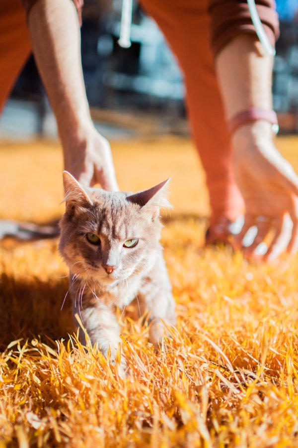 Pet example