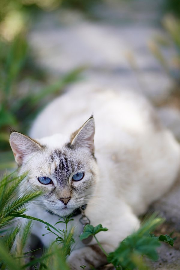 Pet example