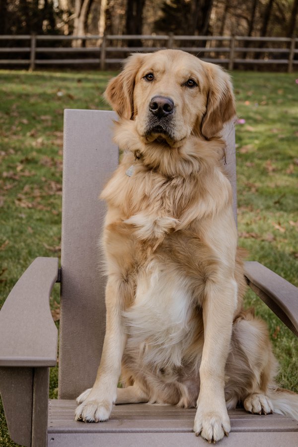 Pet example