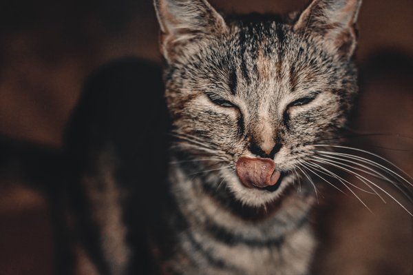 Pet example