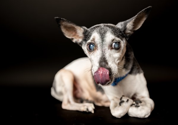 Pet example