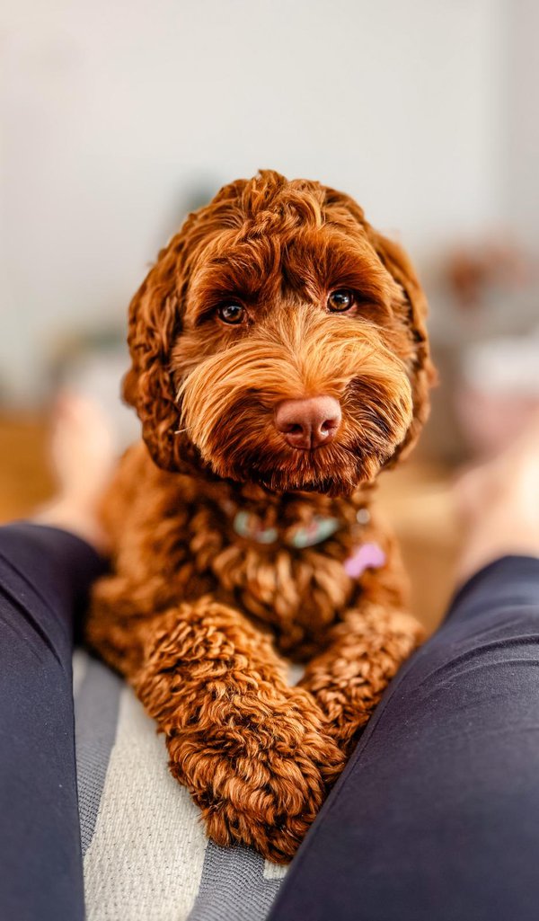 Pet example