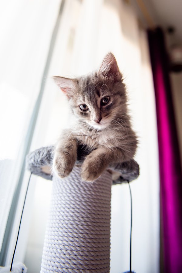 Pet example