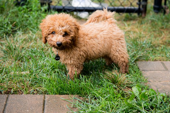 Pet example