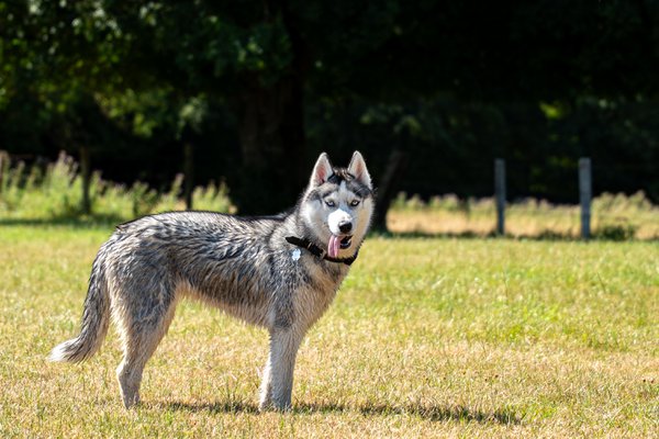 Pet example