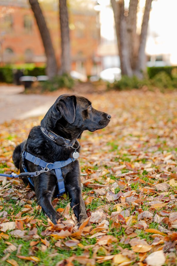 Pet example