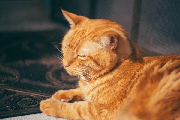 Pet example