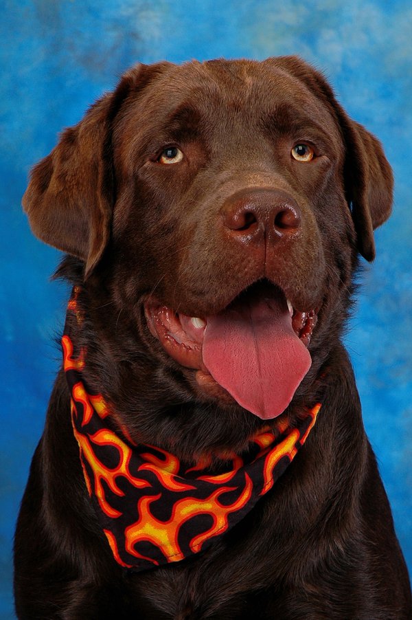 Pet example