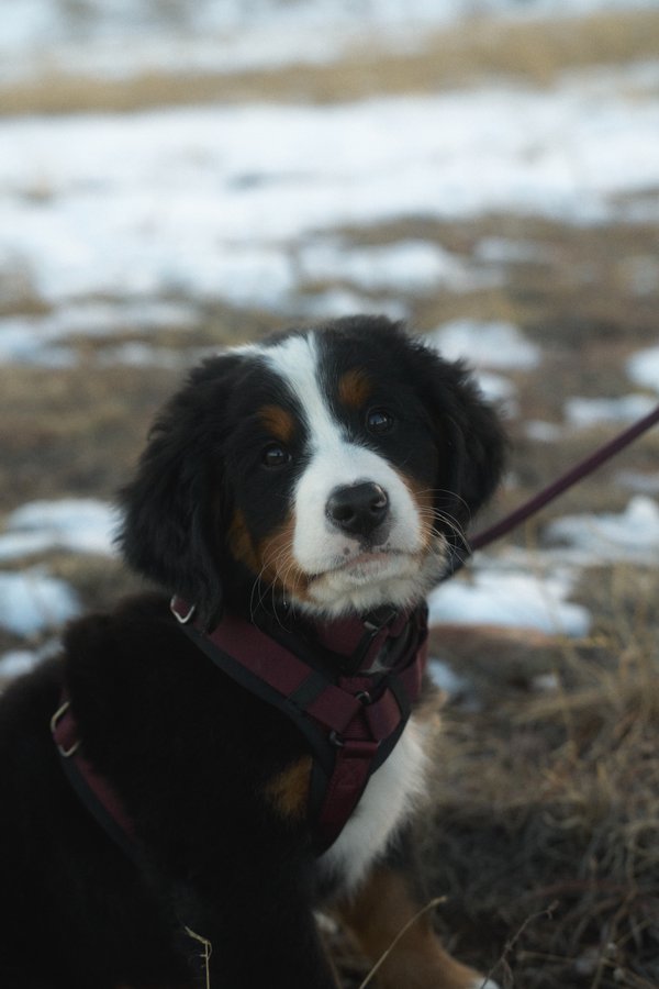 Pet example