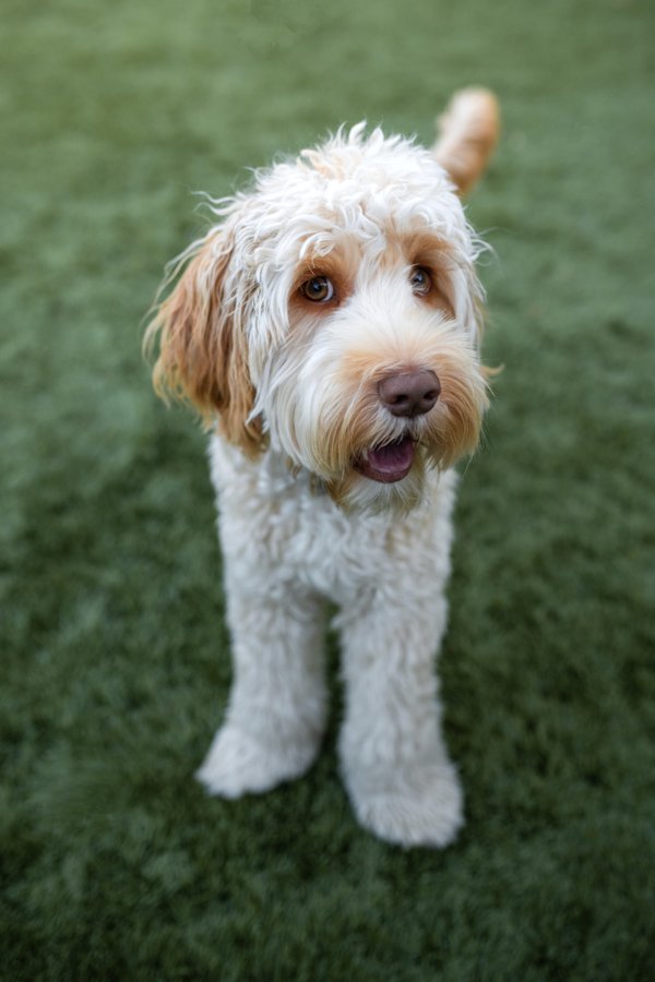 Pet example