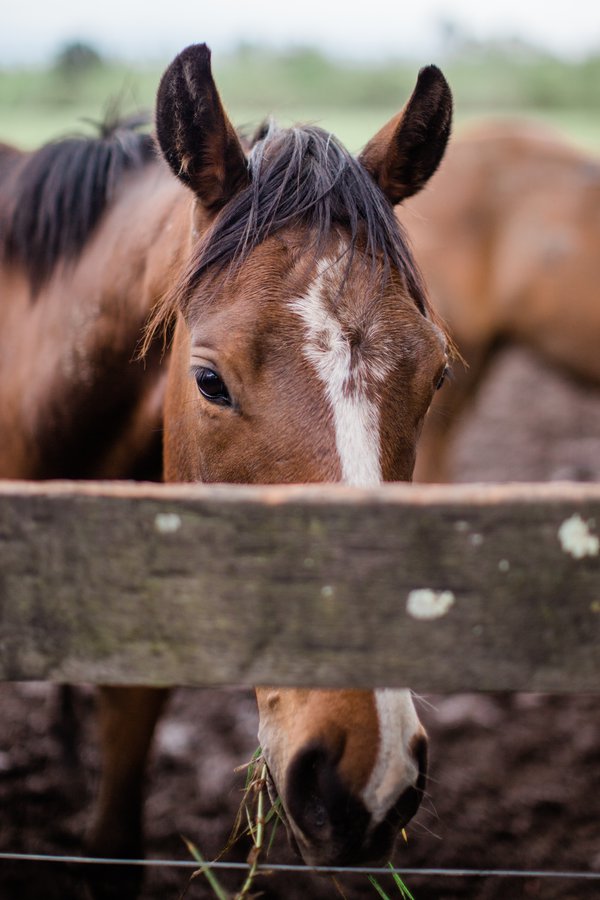 Pet example