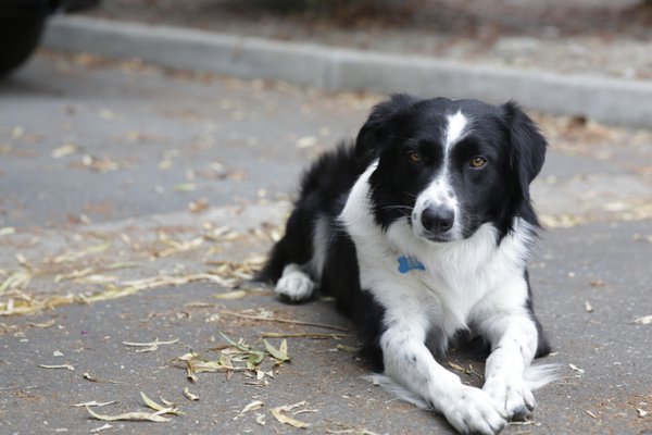 Pet example