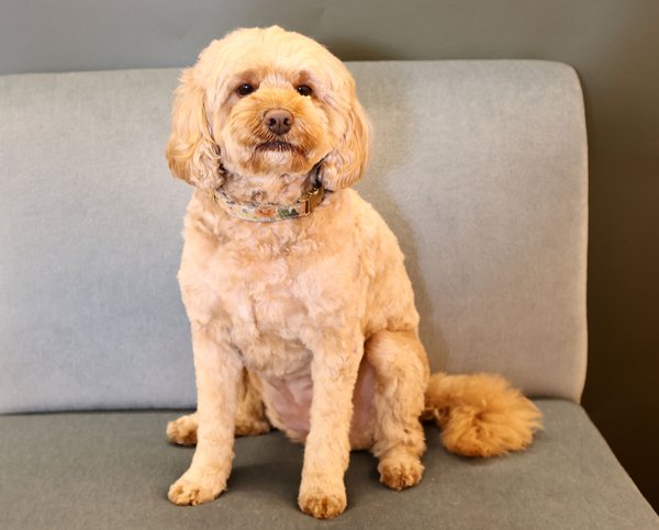 Pet example
