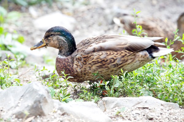 Pet example