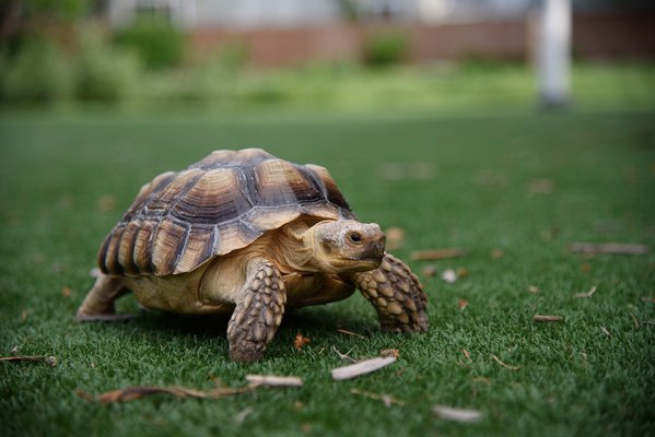 Pet example