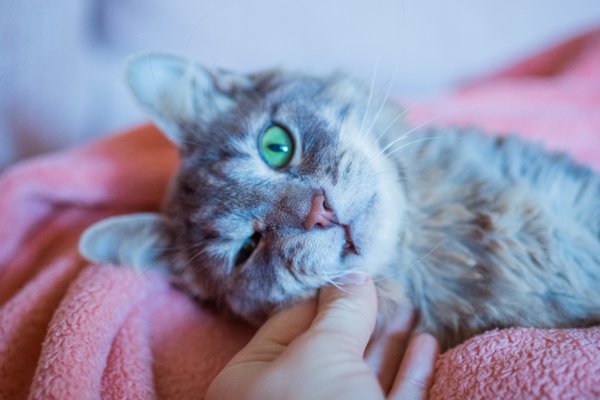 Pet example